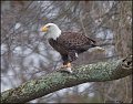 _2SB2402 american bald eagle with fish